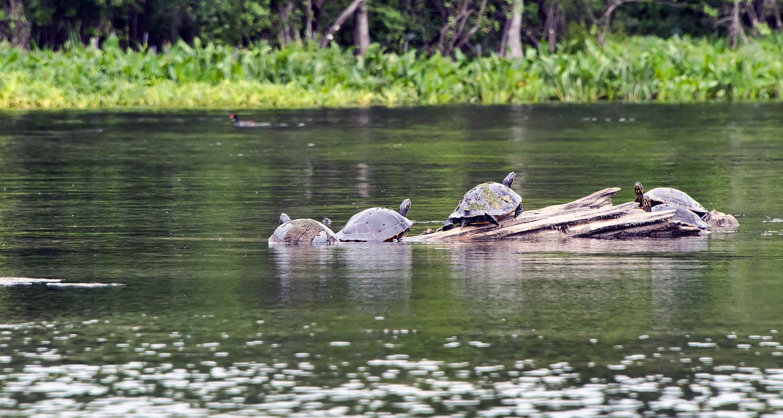turtles jungle cruise at edward ball wakulla springs state park in wakulla springs Florida