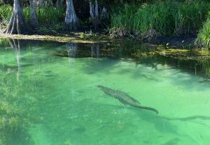Wakulla Springs in Winter